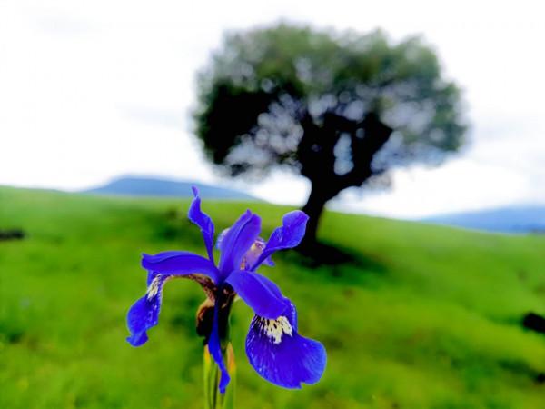 麗江小眾秘境指南｜林那谷：徒步、觀星、賞花新地標