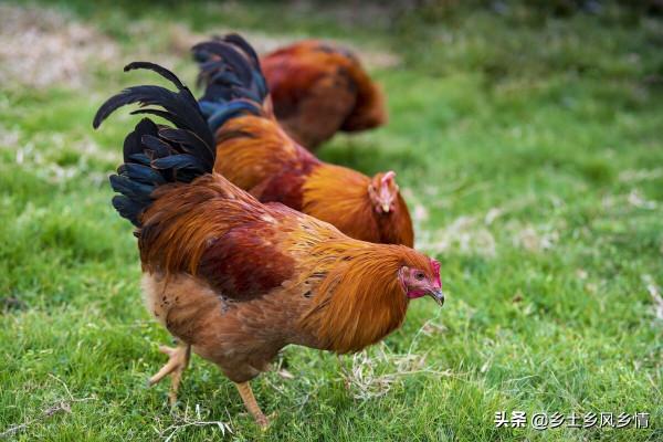 閹雞手藝失傳多年,現用中藥閹雞法,一天用幾顆,既簡單又實用 閹雞手藝失傳多年,現用中藥閹雞法,一天用幾顆,既簡單又實用