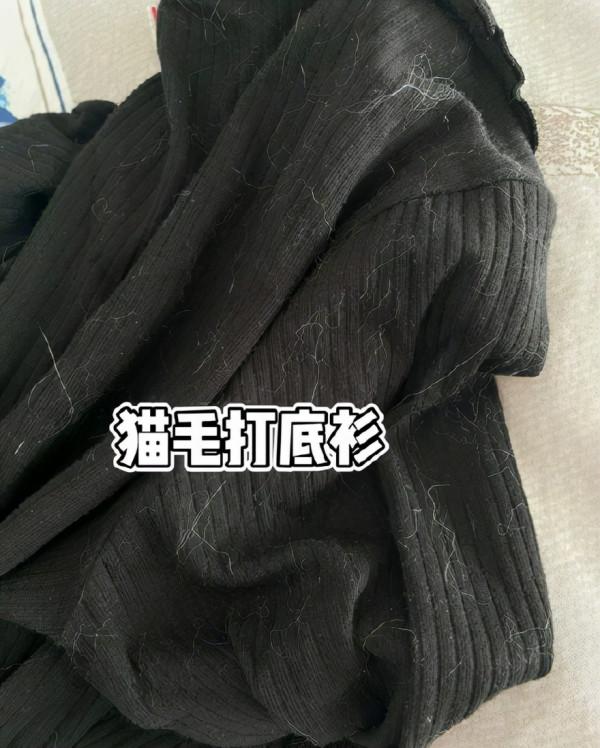 養貓人家裡的真實狀況