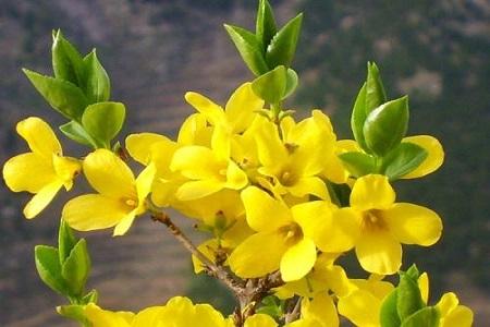 春天到來了，開的花哪些值得去欣賞一番？