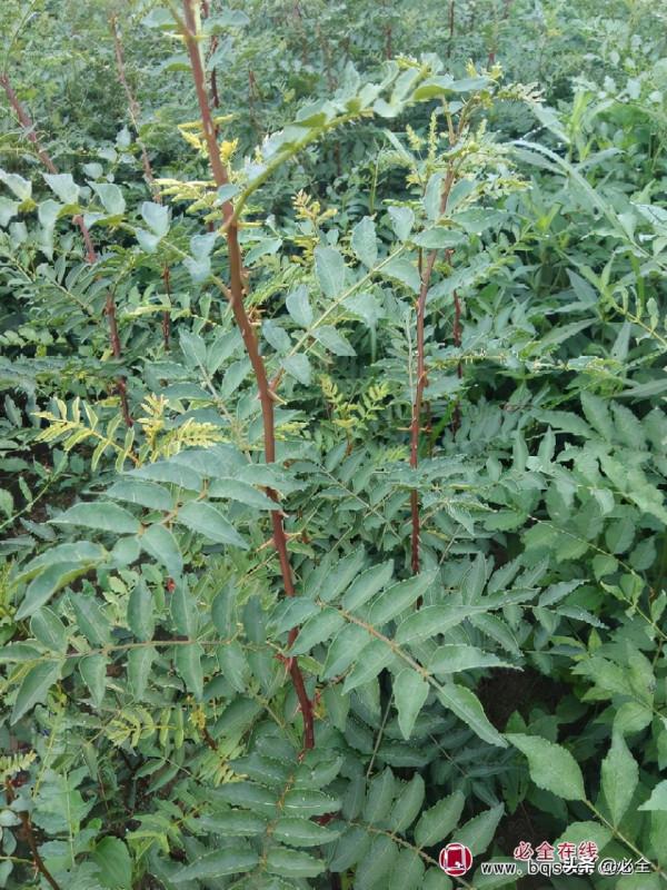 快看!全國苗木供需將呈現三大趨勢 快看!全國苗木供需將呈現三大趨勢