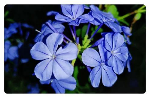 十二月生每個月對應的十二種生日花