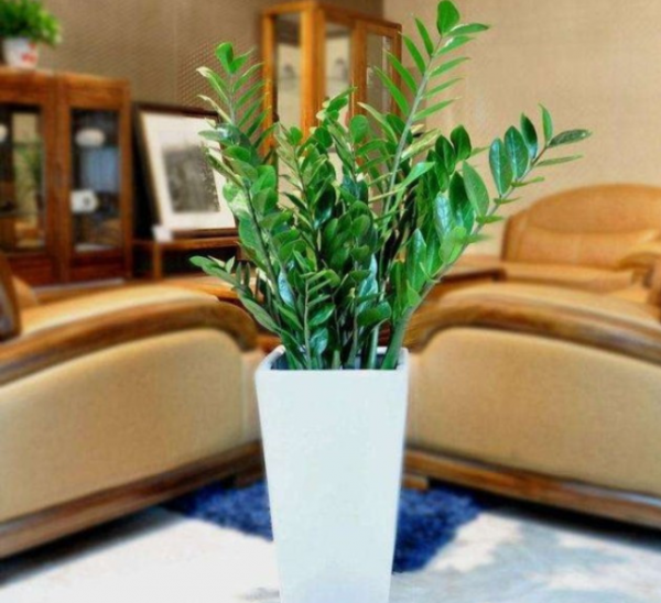 客廳見樹，家業穩固！適合客廳養的五種樹，大氣美觀，幸福感倍增