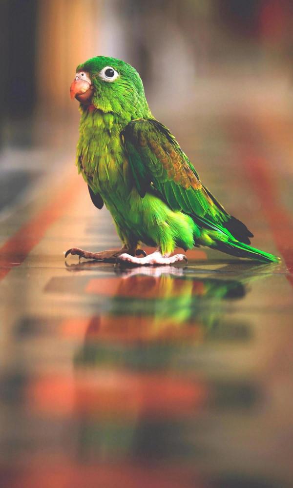 4K高畫質桌布-動物系列(鸚鵡) 4K高畫質桌布-動物系列(鸚鵡)