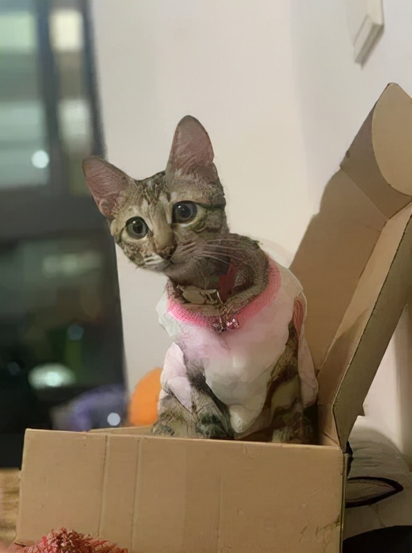 72歲的老阿嬤推著毛孩子散步,把遛貓當復健,暖哭眾人 72歲的老阿嬤推著毛孩子散步,把遛貓當復健,暖哭眾人