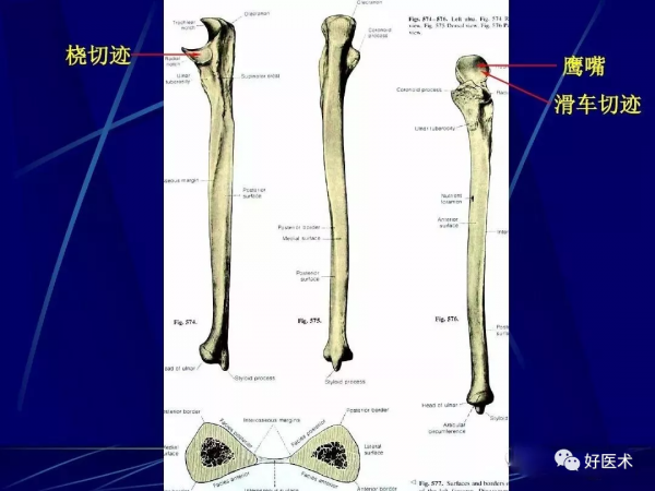 86張全身關節應用解剖精講，這篇文章值得收藏