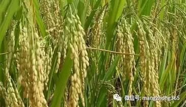 52種病蟲害防治,農藥混用秘方(建議收藏) 52種病蟲害防治,農藥混用秘方(建議收藏)