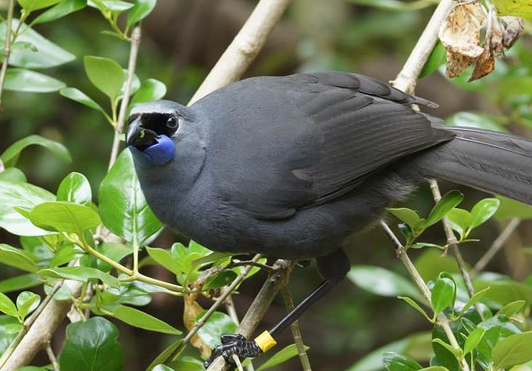 兩種消失在人類&OpenCurlyDoubleQuote;獵槍&rdquo;下的鳥類，新不列顛紫水雞與兼嘴垂耳鴉