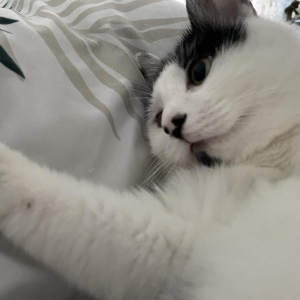 拯救毛孩子治癒人類 克隆技術讓人寵再相逢