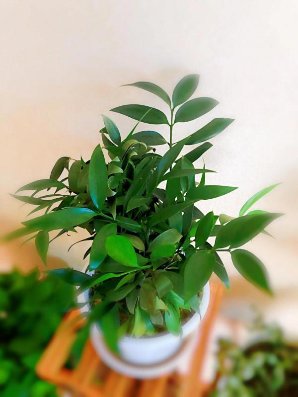 我家的花～剛剛換盆，還在緩秧期間。 圖片全部自拍