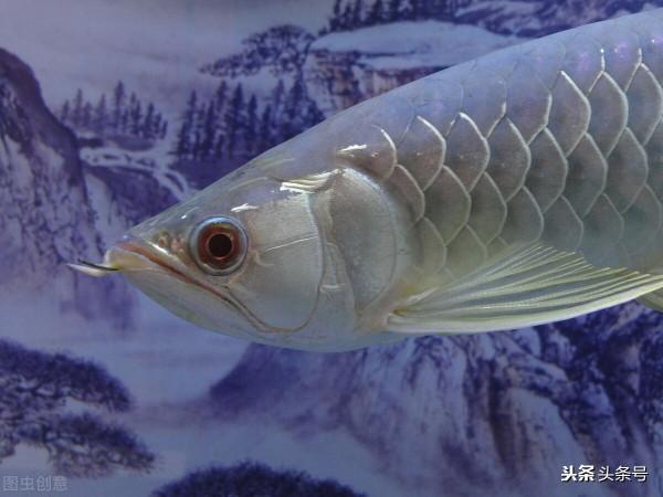 雙魚座10月12號運勢解讀