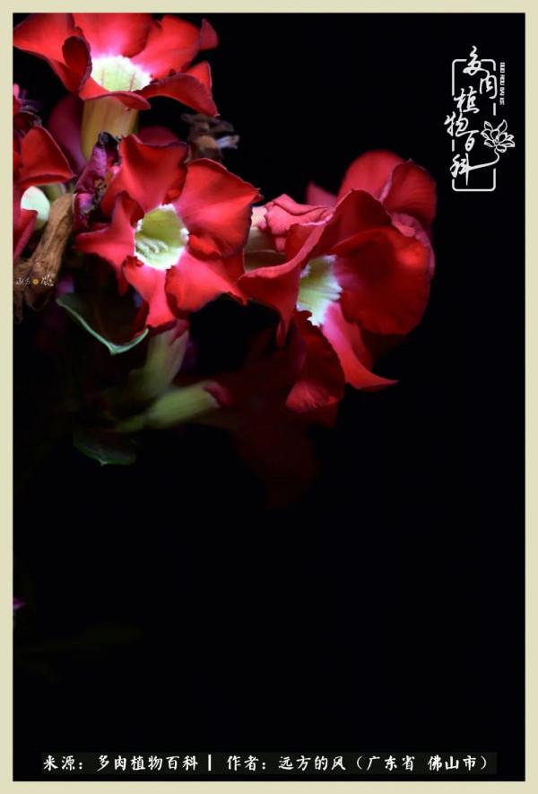 我若盛開，蝴蝶愛來不來