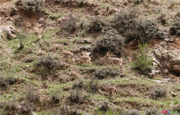 20220222最有愛的一天！看草原上那些成雙成對的風景
