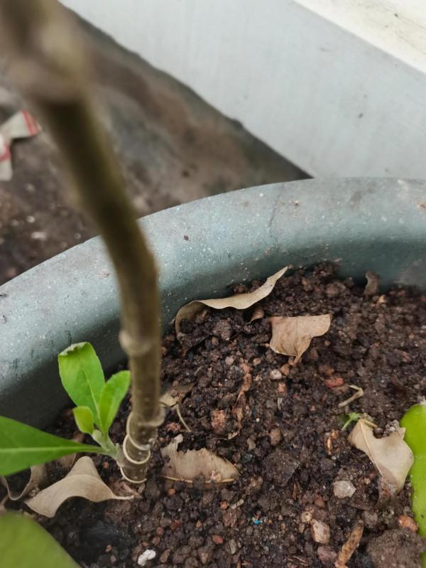 天台上扦插的幾棵南非葉活了