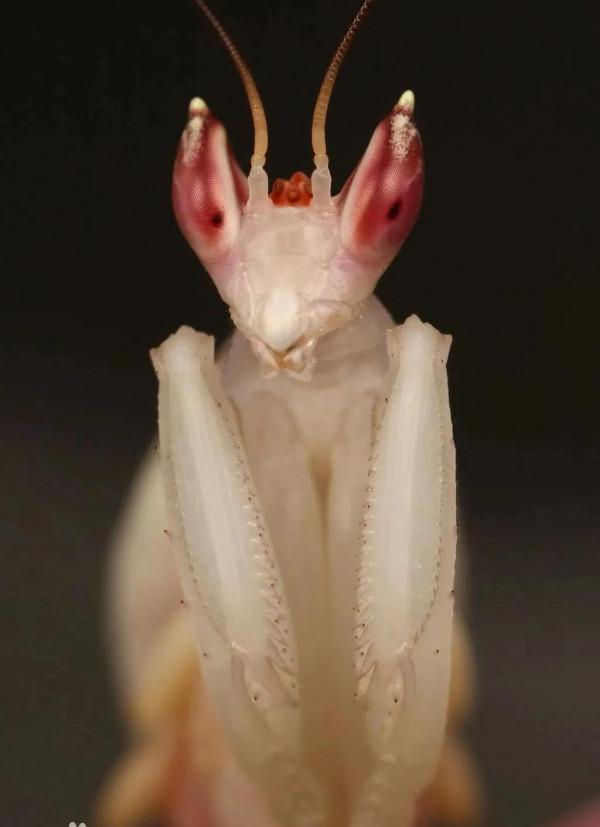 色與偽裝——昆蟲的美學 色與偽裝——昆蟲的美學