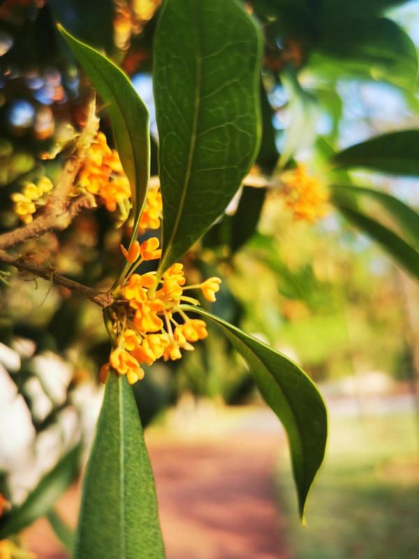 美麗的秋天華為手機和蘋果手機拍照對比
