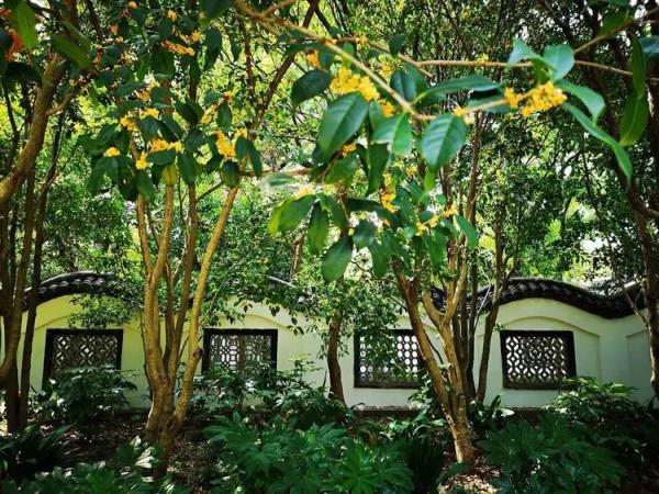 千萬別與秋天的姑蘇比美!楓葉漫山,銀杏紛飛,一步一景美成了詩 千萬別與秋天的姑蘇比美!楓葉漫山,銀杏紛飛,一步一景美成了詩