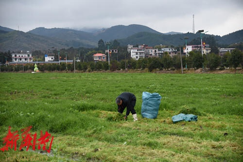 藍山縣雷家嶺：鵝鳴聲聲號新春