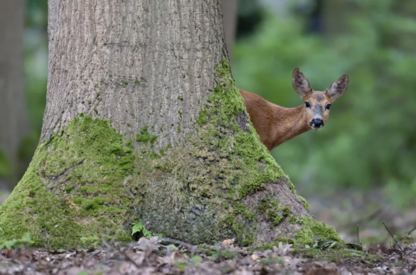 鹿種大揭秘，梅花鹿的這些親戚你都認識嗎？