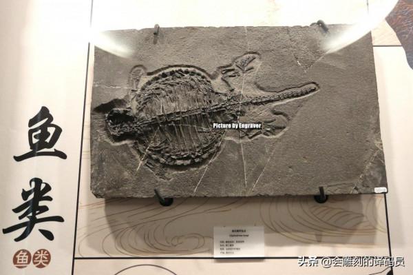 你吃過魚,但你見過“魚龍”嗎?就在我國貴州曾經就是魚龍的天堂 你吃過魚,但你見過“魚龍”嗎?就在我國貴州曾經就是魚龍的天堂