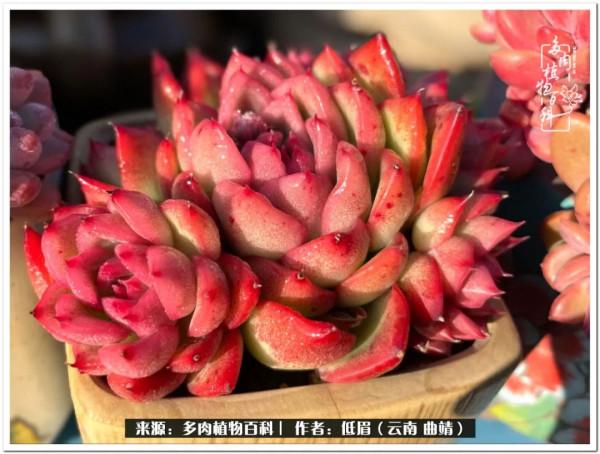 溫暖的多肉微語，陪你度過寒冷的聖誕平安夜！（2021）