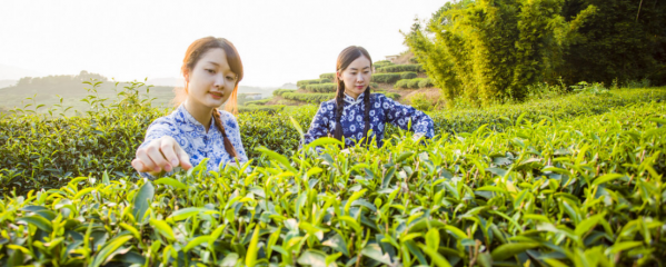 “採摘機器人”自動行走識嫩芽,浙江341畝茶園試推廣,智慧農業 “採摘機器人”自動行走識嫩芽,浙江341畝茶園試推廣,智慧農業