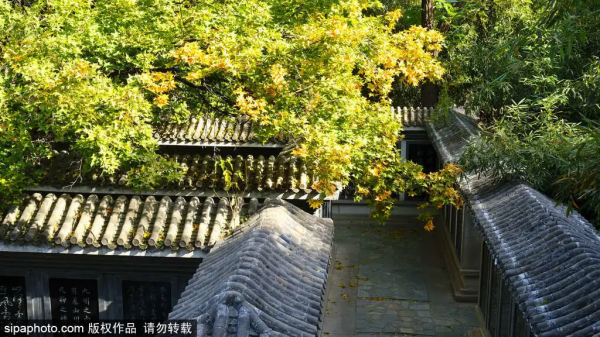 部分免費！北京賞秋“價效比”最高選擇都在這兒了！