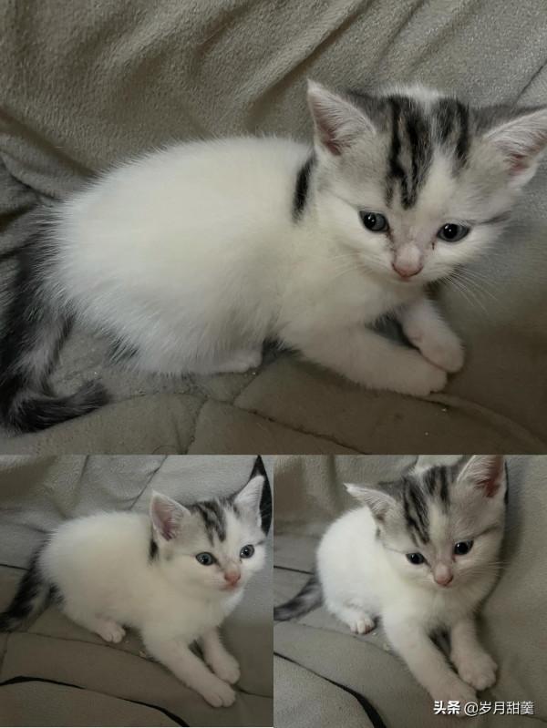 關於給貓貓起什麼名字的事情,我聽過很多有趣的名字 關於給貓貓起什麼名字的事情,我聽過很多有趣的名字