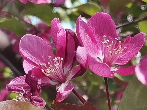 養朵花種棵草不需要多名貴自己喜歡就好 養朵花種棵草不需要多名貴自己喜歡就好