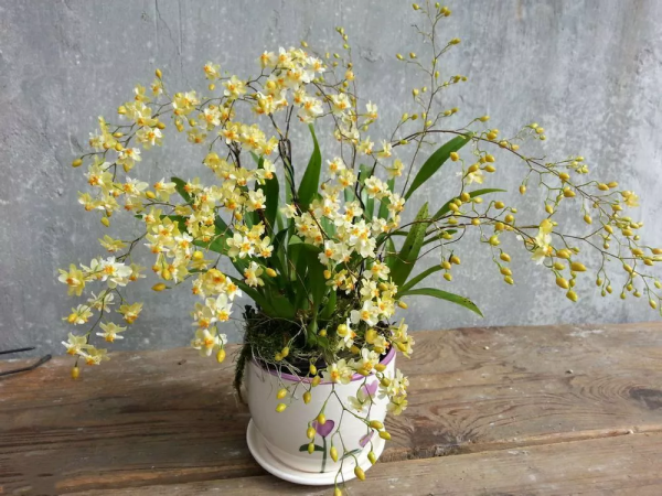 花開如星滿屋飄香，夢香蘭的爆花技巧請收好