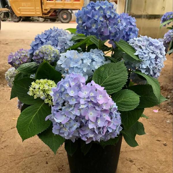 12種對應的“生日花”，根據你的出生月，能找到屬於自己的幸運花