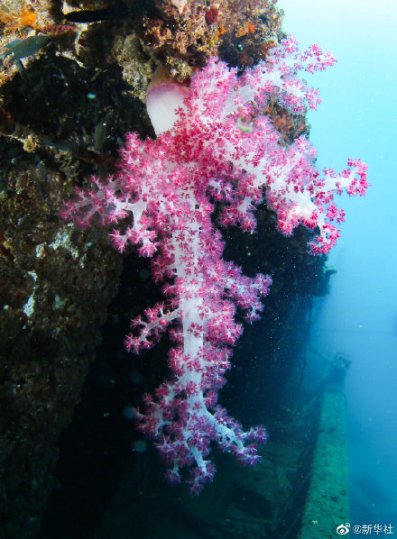 分界洲島水下世界 分界洲島水下世界