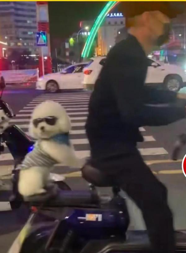 男子騎電動車帶寵物狗