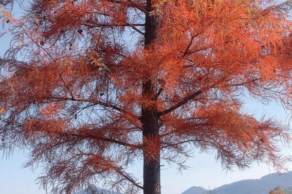 《我在人間的日子：拍個爛片》