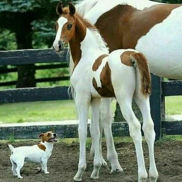 50只有其他媽媽兄弟的可愛動物