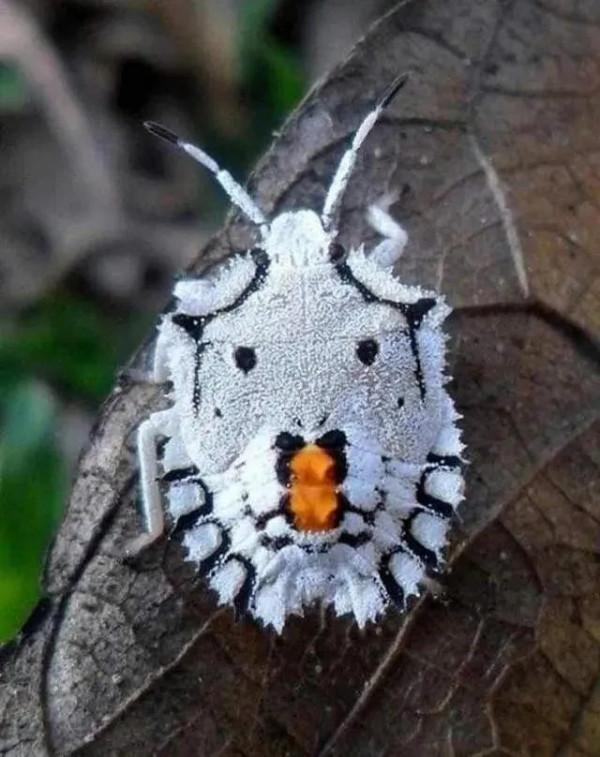 動物界奇異瞬間抓拍，從未見過這麼讓人驚歎的絕妙瞬間，大開眼界