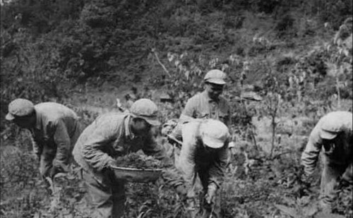 物資運不上戰場，陳賡提了個建議，志願軍在坑道種蔬菜，吃餃子