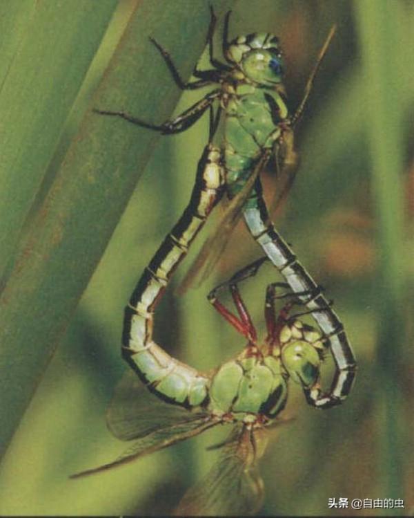 蜻蜓目之長痣綠蜓