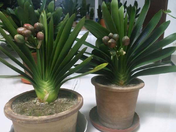 3種養人花，越養越養“貴氣”，養在家裡“很划算”