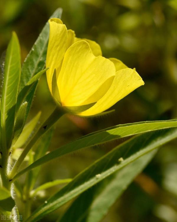 “驚鴻一瞥，猶如滿天星辰”讓美景治癒你的心靈——月見草