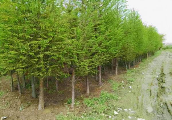 我國珍貴硬闊葉用材樹種之一&mdash;&mdash;大葉櫸樹植物非試管高效快繁