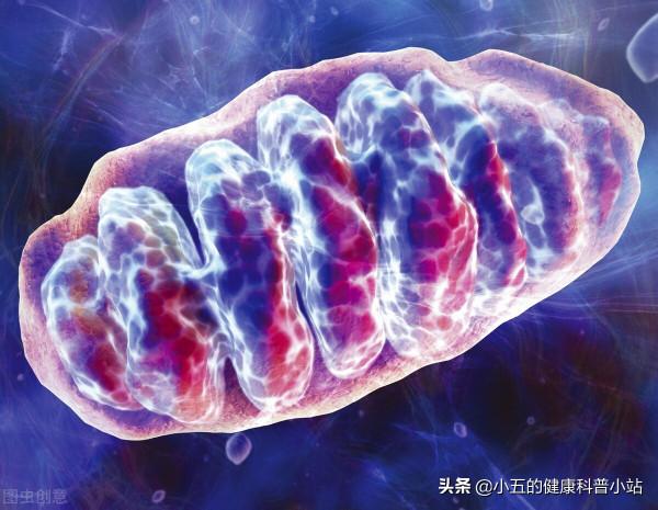 輔酶Q10真能延緩衰老嗎?50歲後的中老年人應該科學服用輔酶Q10 輔酶Q10真能延緩衰老嗎?50歲後的中老年人應該科學服用輔酶Q10