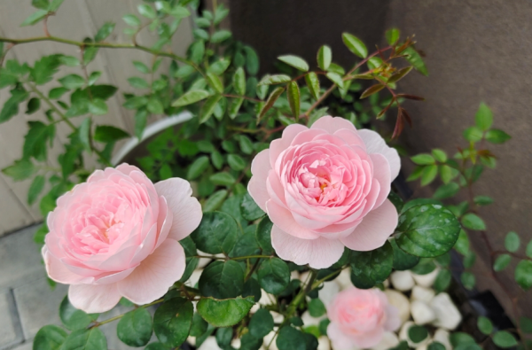 種植月季瑞典女王,掌握住這3個技巧,年年花開爆盆,美不勝收 種植月季瑞典女王,掌握住這3個技巧,年年花開爆盆,美不勝收