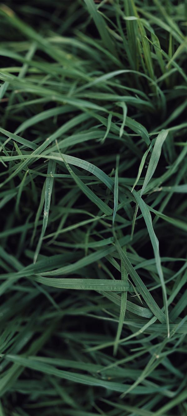 高畫質、完美、無水印的養眼綠植桌布，只送給懂行的你