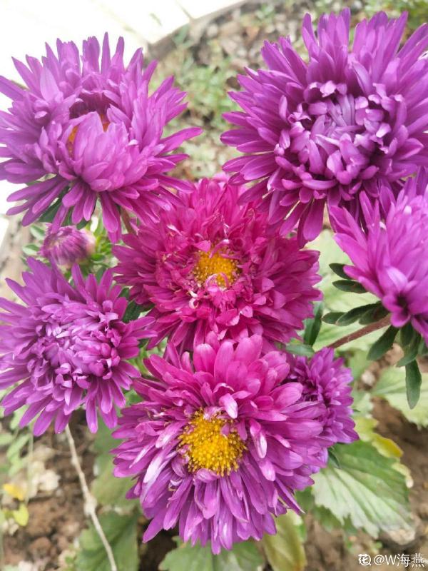 養花和性格息息相關，什麼性格喜歡什麼花，你同意嗎