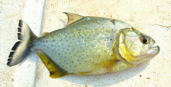 巴拉圭發生可怕的“食人魚”連環襲擊事件，四人死亡遍體鱗傷