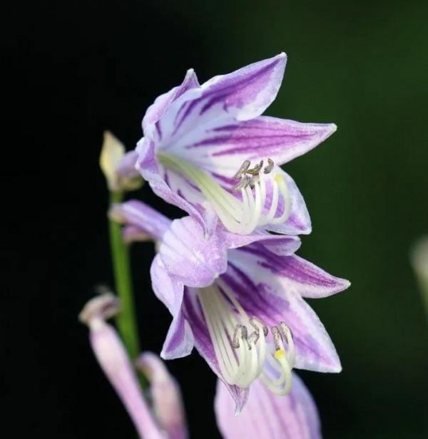鮮花以各種姿態容進了我的生活，人生漫長，一路繁花相送