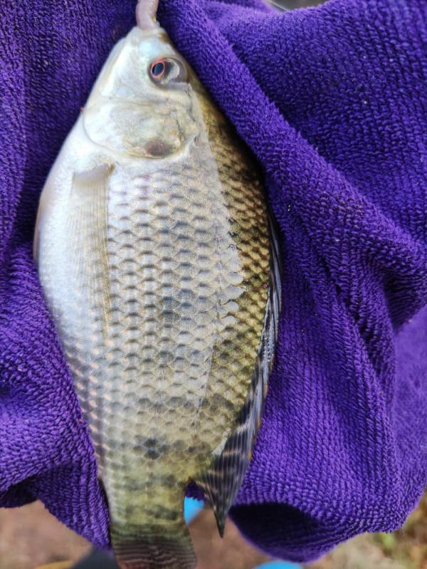 梅子姐又玩路亞又玩手竿，痴迷釣魚連老公的年假也用上了