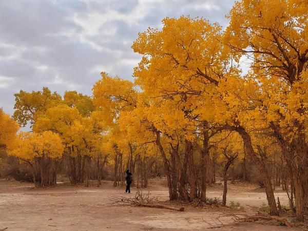 相比前面幾道景區，七道橋的胡楊反而是黃的最早