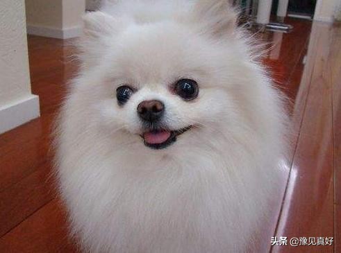 母親抱著貓咪呆坐在屋裡,女兒又抱著博美犬,一聲不吭地坐車走了 母親抱著貓咪呆坐在屋裡,女兒又抱著博美犬,一聲不吭地坐車走了